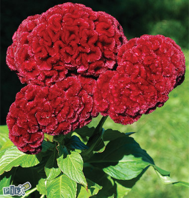 Srebrnasta pijetlova krijesta - FELIKS GARDEN