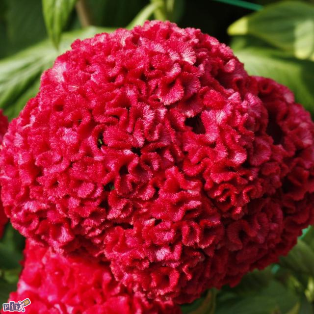 Srebrnasta pijetlova krijesta - FELIKS GARDEN