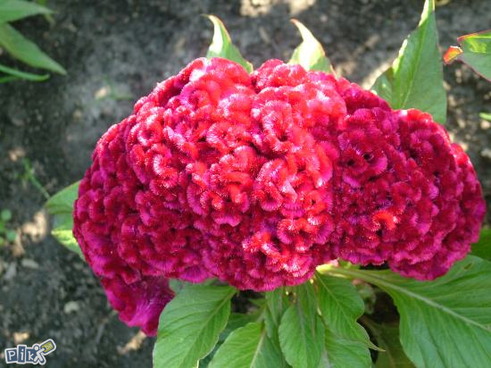 Srebrnasta pijetlova krijesta - FELIKS GARDEN