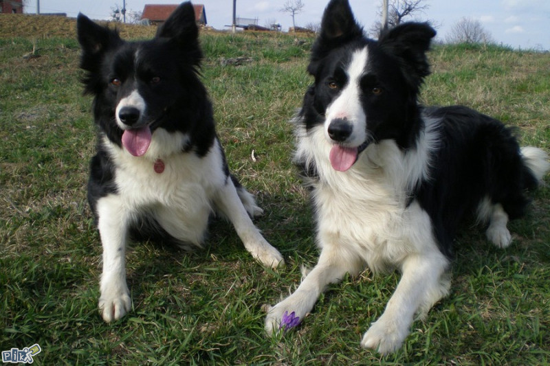 Border Collie,,Granicarski skotski ovcar