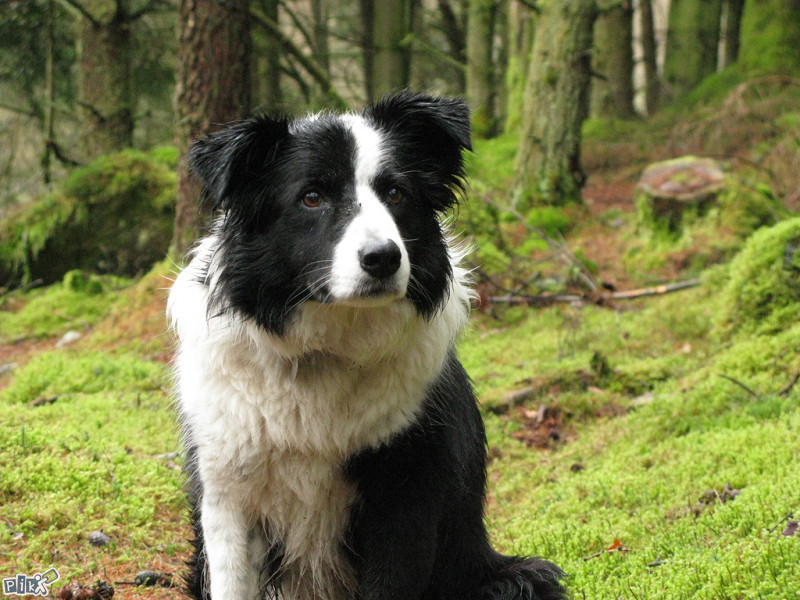 Border Collie,,Granicarski skotski ovcar