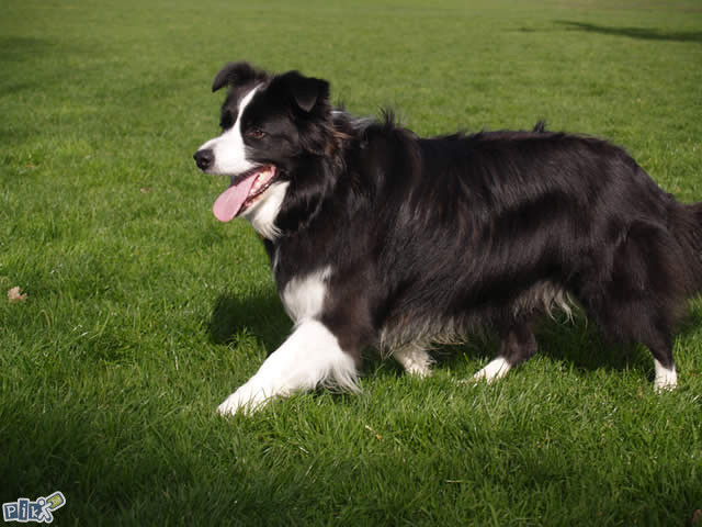 Border Collie,,Granicarski skotski ovcar