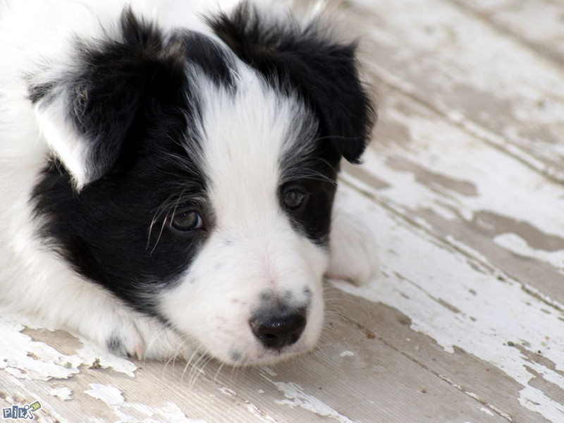 Border Collie,,Granicarski skotski ovcar