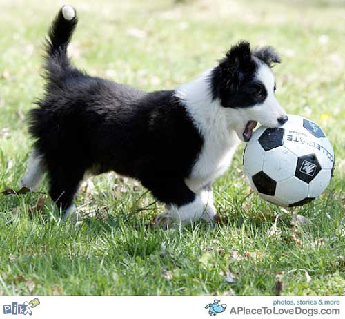 Border Collie,,Granicarski skotski ovcar