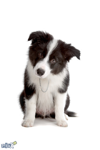 Border Collie,,Granicarski skotski ovcar