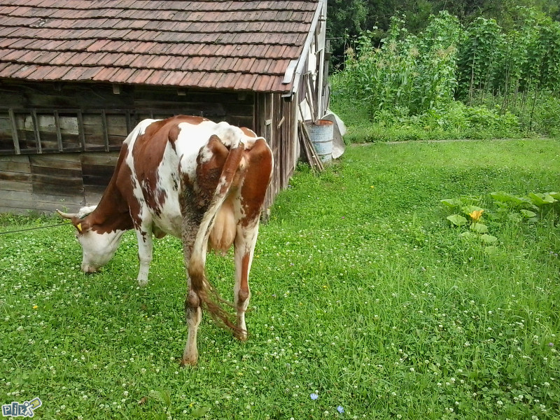 Krava holštajn steona - stigle orginalne slike