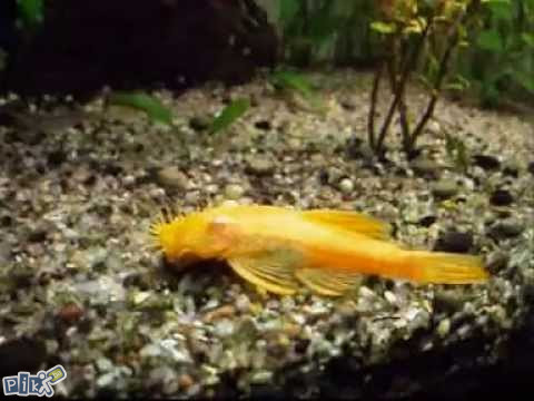 Anticitrus albino