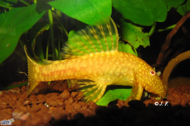 Anticitrus albino