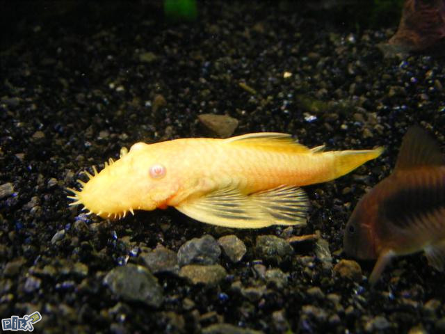 Anticitrus albino