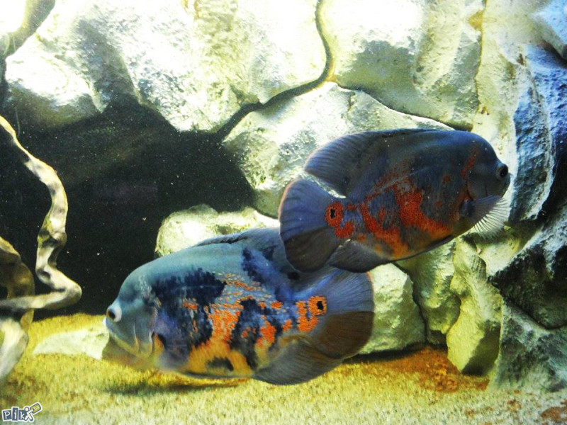 Oscar,Oskar,Astronotus Ocelatus