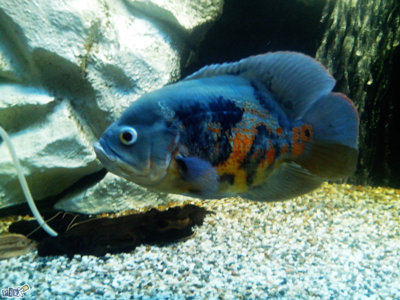 Oscar,Oskar,Astronotus Ocelatus