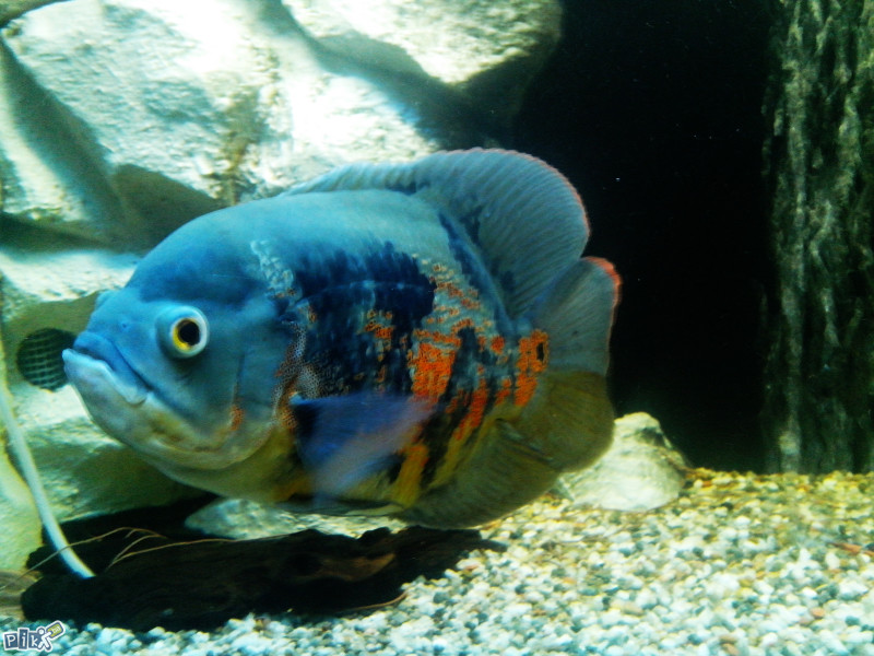 Oscar,Oskar,Astronotus Ocelatus