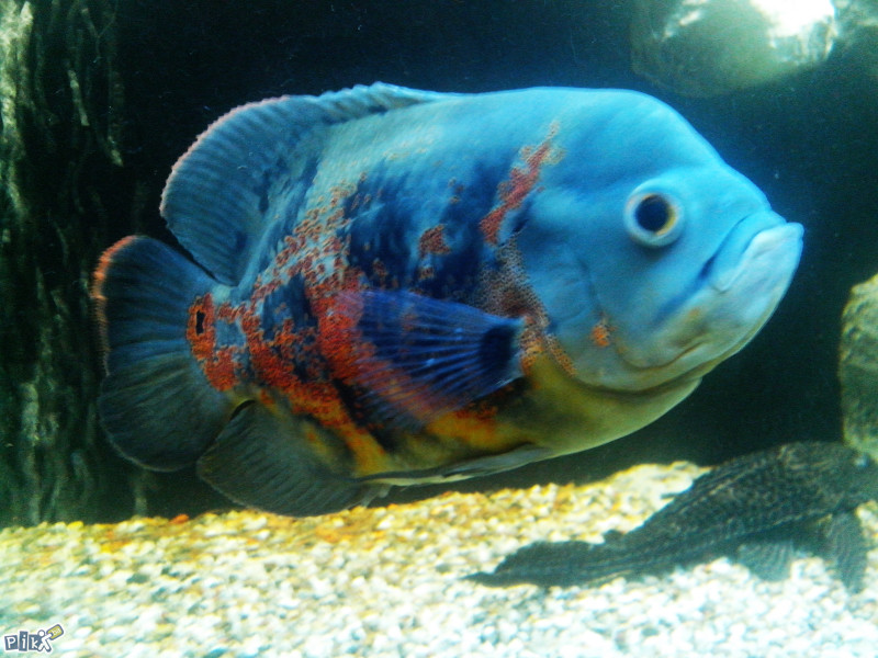 Oscar,Oskar,Astronotus Ocelatus