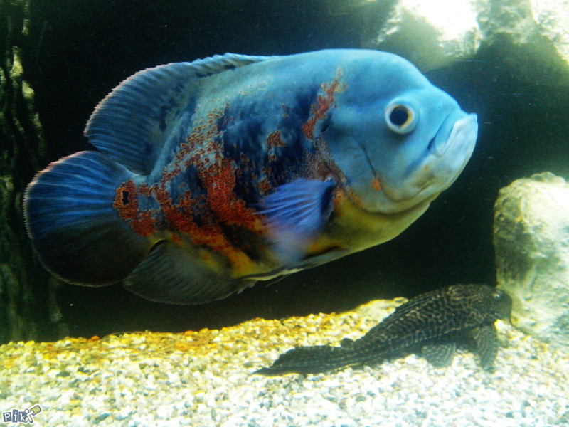 Oscar,Oskar,Astronotus Ocelatus