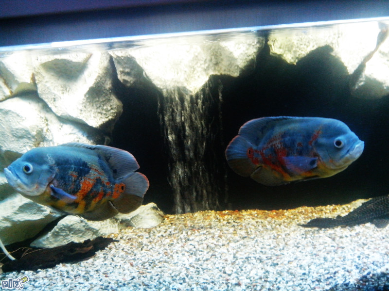 Oscar,Oskar,Astronotus Ocelatus