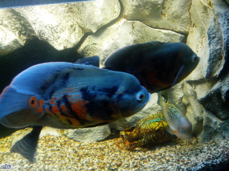 Oscar,Oskar,Astronotus Ocelatus