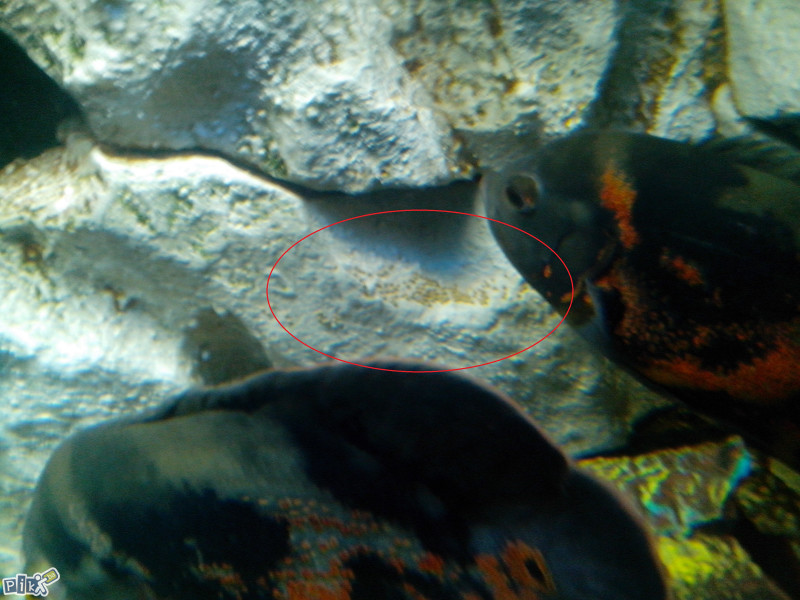 Oscar,Oskar,Astronotus Ocelatus