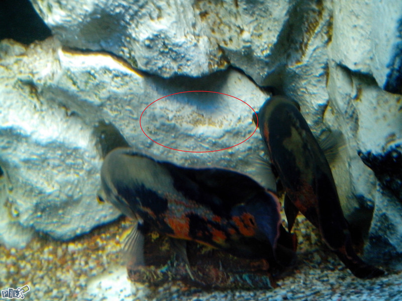 Oscar,Oskar,Astronotus Ocelatus