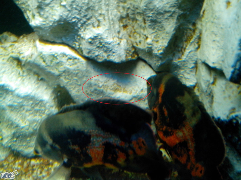 Oscar,Oskar,Astronotus Ocelatus