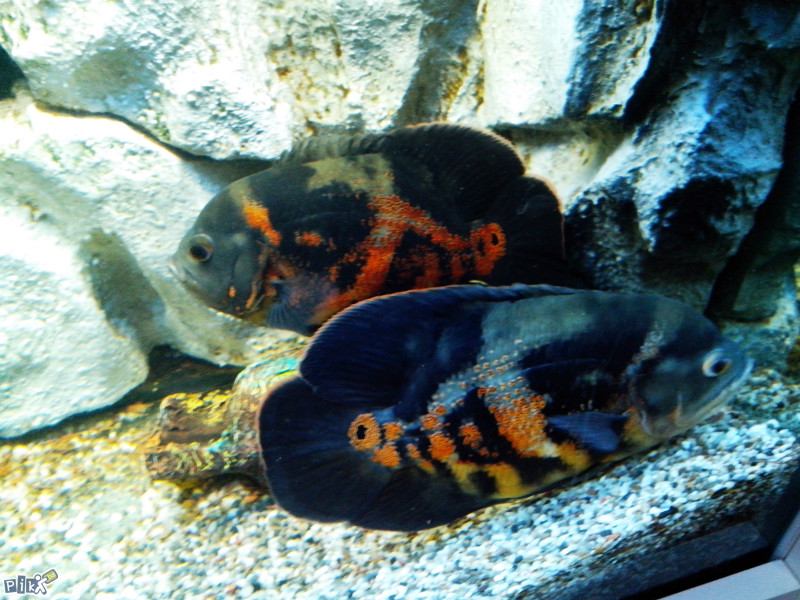 Oscar,Oskar,Astronotus Ocelatus