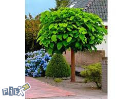 Katalpa, cigaraš (Catalpa bignonioides)