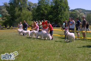 pas samojed