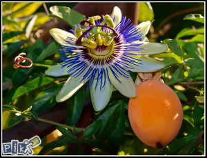 Marakuja(pasiflora caerulea) passion fruit antidepresiv
