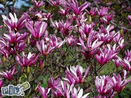 Magnolija, magnolia liliflora nigra, sadnice