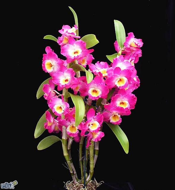 Orhideja Dendrobium nobile