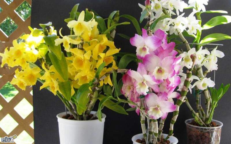 Orhideja Dendrobium nobile