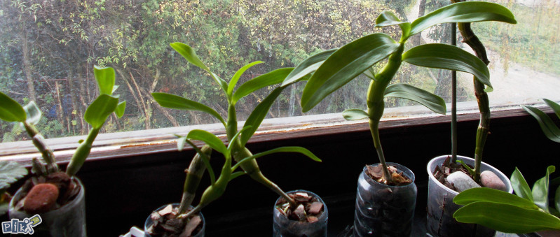 Orhideja Dendrobium nobile