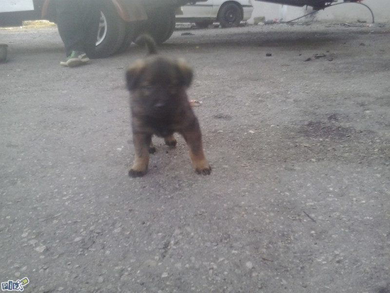 Prodajem sarplaninca kuce Psi i Štenad