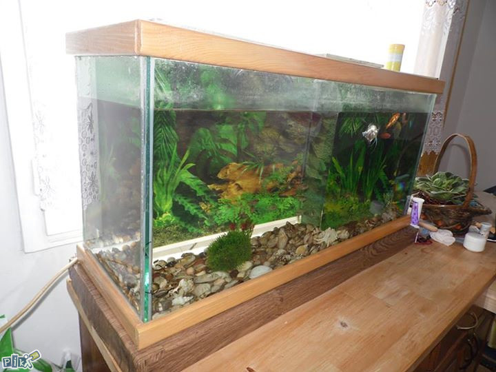 SNIŽENJE! Akvarijum sa slike bez ribica