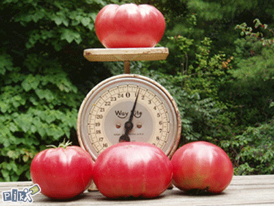Džinovski paradajz od 1kg! (15 semenki)