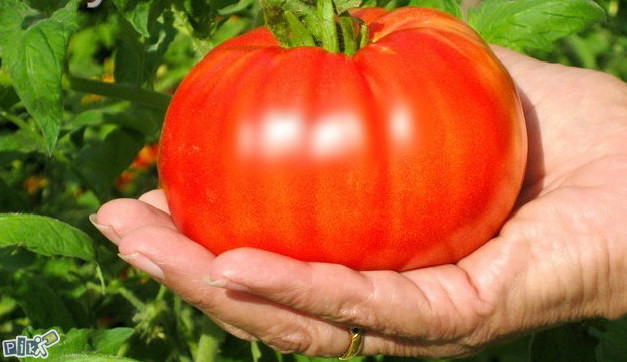 Džinovski paradajz od 1kg! (15 semenki)