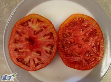 Džinovski paradajz od 1kg! (15 semenki)