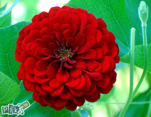 Gerber Cinija crvena (Zinnia) Deep Red ~50+ sjemenki