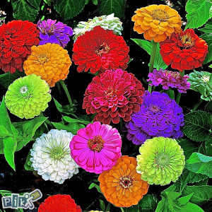 Cinija, cinije (Zinnia) 'Lilliput' Mix ~100+ sjemenki