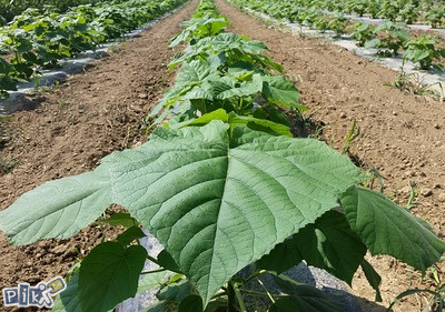 Paulovnija - AGROPLAN rasadnik  - in vitro sadnice