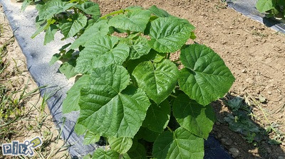 Paulovnija - AGROPLAN rasadnik  - in vitro sadnice