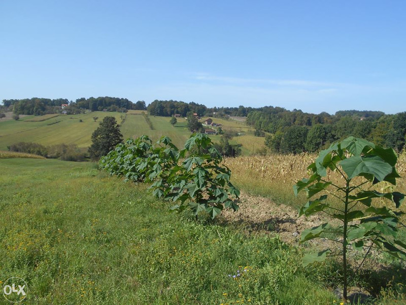 Paulovnija - AGROPLAN rasadnik  - in vitro sadnice