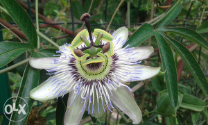 Pasiflora lozica